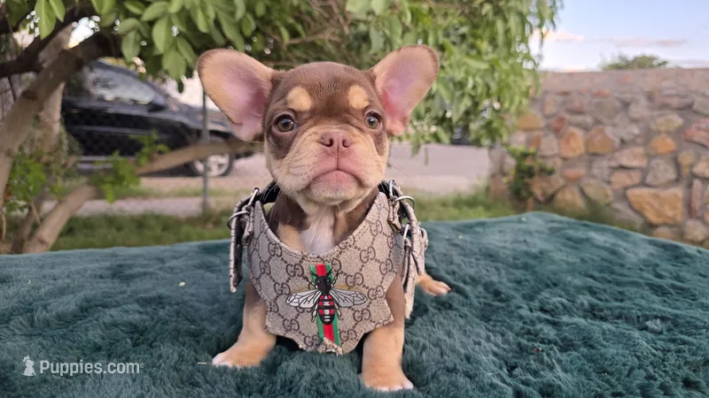 Roxy 🎃🎫 – French Bulldog puppy for sale in El Paso City, TX