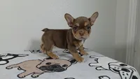 Hersey , a female French Bulldog for sale in El Paso City, TX – 4 of 8