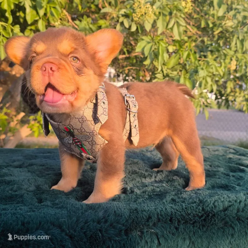 Yogi bear 🎃🎫 – French Bulldog puppy for sale in El Paso City, TX