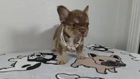 Tootsie , a female French Bulldog for sale in El Paso City, TX – 3 of 7