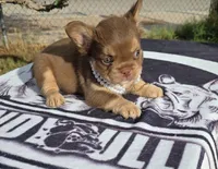 Tootsie , a female French Bulldog for sale in El Paso City, TX – 5 of 7