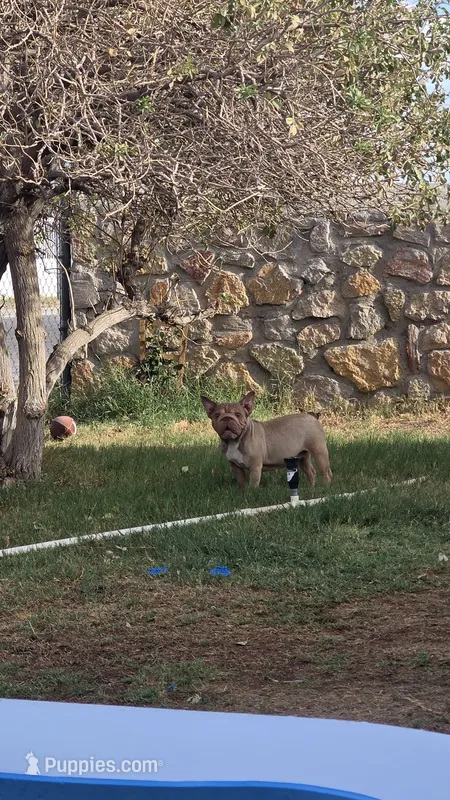 Gummy  – French Bulldog puppy for sale in El Paso City, TX