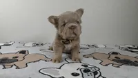 Gummy bear , a male French Bulldog for sale in El Paso City, TX – 8 of 9
