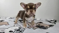 Roxy , a female French Bulldog for sale in El Paso City, TX – 4 of 10