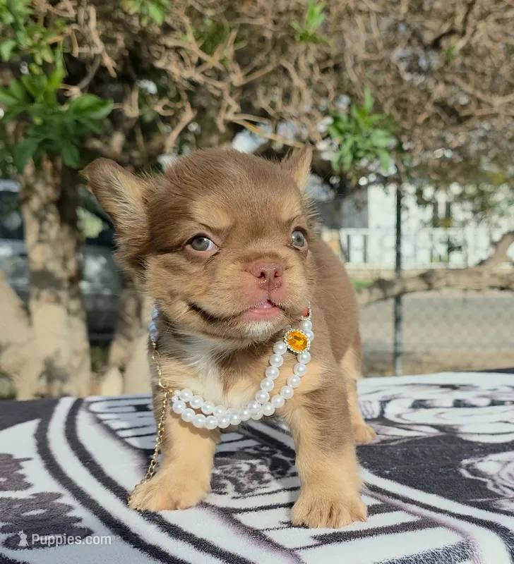 Tootsie  – French Bulldog puppy for sale in El Paso City, TX