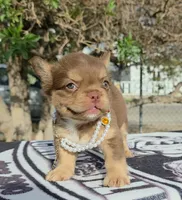 Tootsie , a female French Bulldog for sale in El Paso City, TX – 1 of 7
