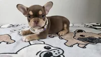 Roxy , a female French Bulldog for sale in El Paso City, TX – 2 of 10