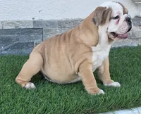 Meatball , a female English Bulldog for sale in El Paso City, TX – 6 of 10