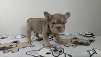 Pooh , a male French Bulldog for sale in El Paso City, TX – 6 of 8
