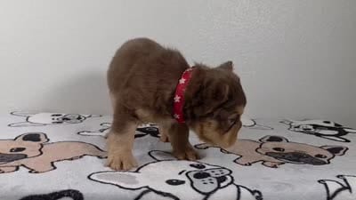 Yogi bear , a male French Bulldog for sale in El Paso City, TX – 5 of 5