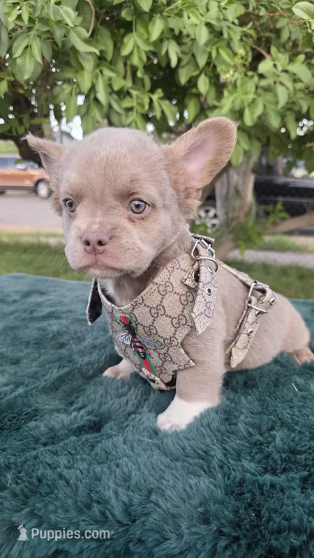 Peaches 🎃🎫 – French Bulldog puppy for sale in El Paso City, TX