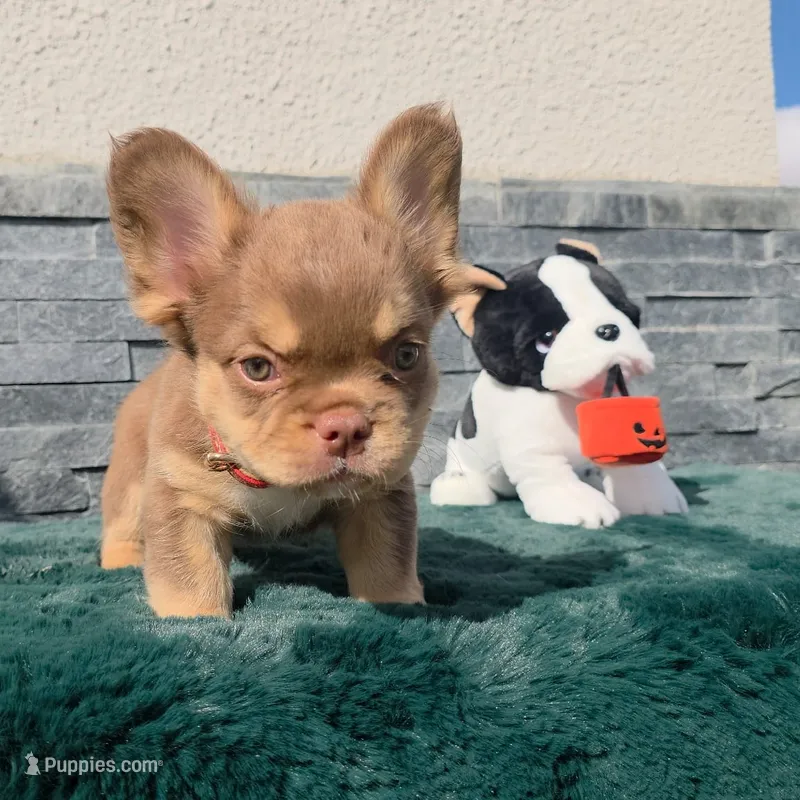 Tootsie 🎃🎫 – French Bulldog puppy for sale in El Paso City, TX