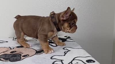 Hersey , a female French Bulldog for sale in El Paso City, TX – 8 of 8