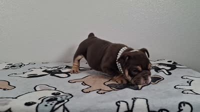 Hershey , a female English Bulldog for sale in El Paso City, TX – 7 of 7