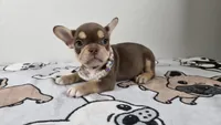 Roxy , a female French Bulldog for sale in El Paso City, TX – 6 of 10