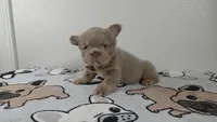 Gummy bear , a male French Bulldog for sale in El Paso City, TX – 4 of 9