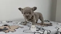 Peaches , a female French Bulldog for sale in El Paso City, TX – 4 of 5