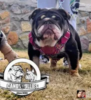 Hershey , a female English Bulldog for sale in El Paso City, TX – 4 of 7