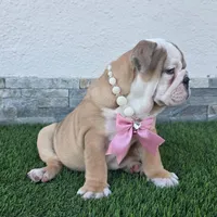 Meatball , a female English Bulldog for sale in El Paso City, TX – 2 of 10