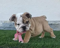 Meatball , a female English Bulldog for sale in El Paso City, TX – 4 of 10