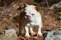 Little grape 🍇 , a female French Bulldog for sale in El Paso City, TX – 4 of 10