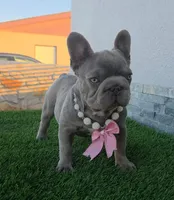 Little grape 🍇 , a female French Bulldog for sale in El Paso City, TX – 7 of 10