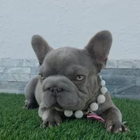 Little grape 🍇 , a female French Bulldog for sale in El Paso City, TX – 3 of 10