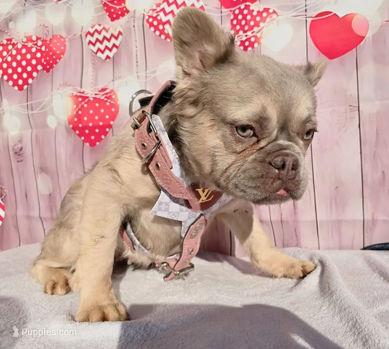 Sun flower  – French Bulldog puppy for sale in El Paso City, TX