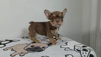 Hersey , a female French Bulldog for sale in El Paso City, TX – 3 of 8