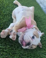 Meatball , a female English Bulldog for sale in El Paso City, TX – 7 of 10