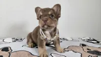 Tootsie , a female French Bulldog for sale in El Paso City, TX – 4 of 7