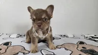 Tootsie , a female French Bulldog for sale in El Paso City, TX – 2 of 7