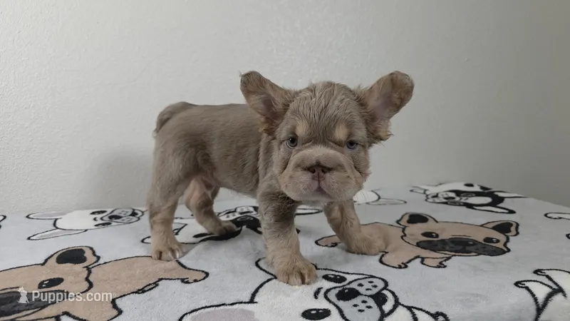 Pooh  – French Bulldog puppy for sale in El Paso City, TX