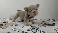 Gummy bear , a male French Bulldog for sale in El Paso City, TX – 2 of 9