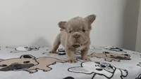 Gummy bear , a male French Bulldog for sale in El Paso City, TX – 7 of 9