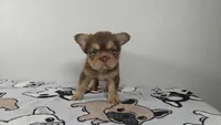 Yogi bear , a male French Bulldog for sale in El Paso City, TX – 2 of 5