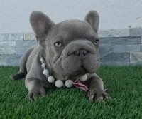 Little grape 🍇 , a female French Bulldog for sale in El Paso City, TX – 2 of 10