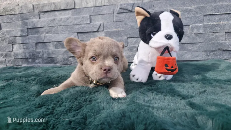 Peaches 🎃🎫 – French Bulldog puppy for sale in El Paso City, TX