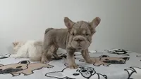 Pooh , a male French Bulldog for sale in El Paso City, TX – 3 of 8