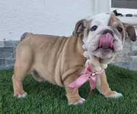 Meatball , a female English Bulldog for sale in El Paso City, TX – 9 of 10
