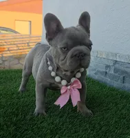 Little grape 🍇 , a female French Bulldog for sale in El Paso City, TX – 5 of 10