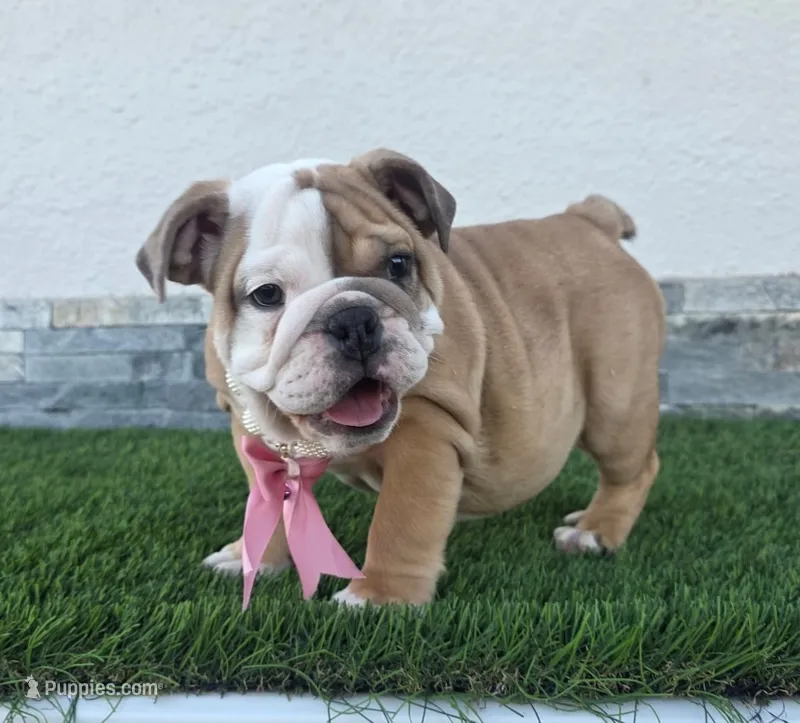 Meatball  – English Bulldog puppy for sale in El Paso City, TX