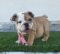 Meatball , a female English Bulldog for sale in El Paso City, TX – 1 of 10