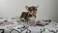 Roxy , a female French Bulldog for sale in El Paso City, TX – 9 of 10