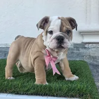 Meatball , a female English Bulldog for sale in El Paso City, TX – 3 of 10