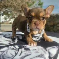 Hersey , a female French Bulldog for sale in El Paso City, TX – 7 of 8