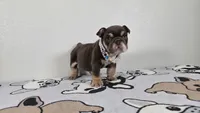 Hershey , a female English Bulldog for sale in El Paso City, TX – 2 of 7