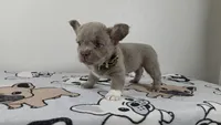Peaches , a female French Bulldog for sale in El Paso City, TX – 2 of 5