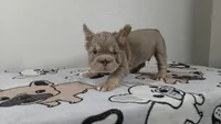 Pooh , a male French Bulldog for sale in El Paso City, TX – 2 of 8
