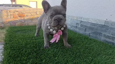 Little grape 🍇 , a female French Bulldog for sale in El Paso City, TX – 10 of 10